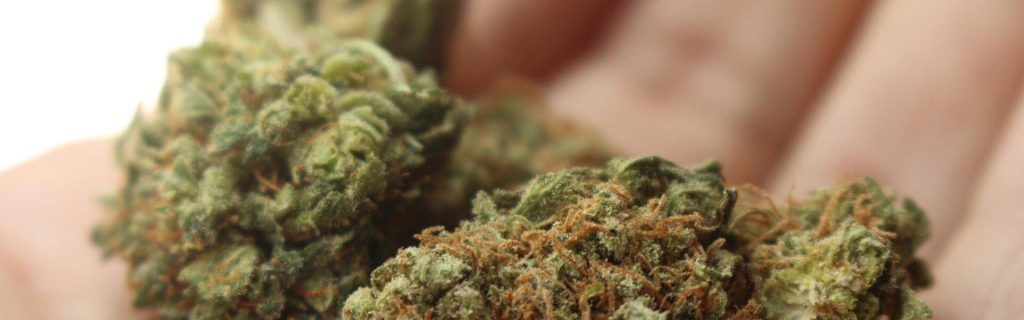 Cannabis-Blüte in einer Hand. Das Bild steht symbolisch für die Schulungen der Präventionsbeauftragten in Cannabis Anbauvereinigungen in Hessen gemäß KCanG